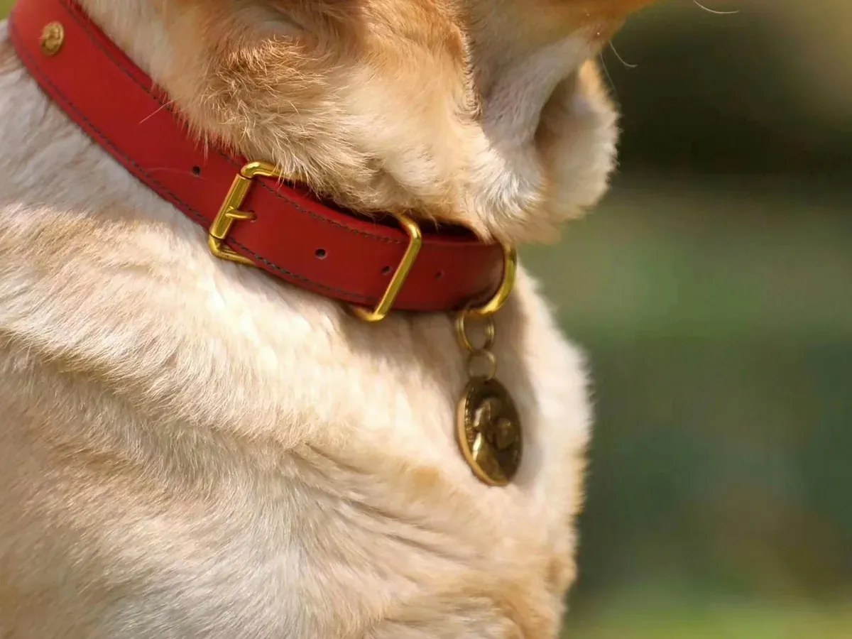 Coleira vermelha de couro com plaquinha no pescoço de um cachorro