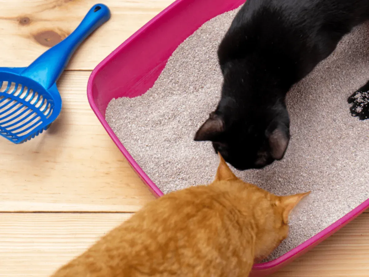 Dois gatos na caixa de areia, com a pazinha ao lado