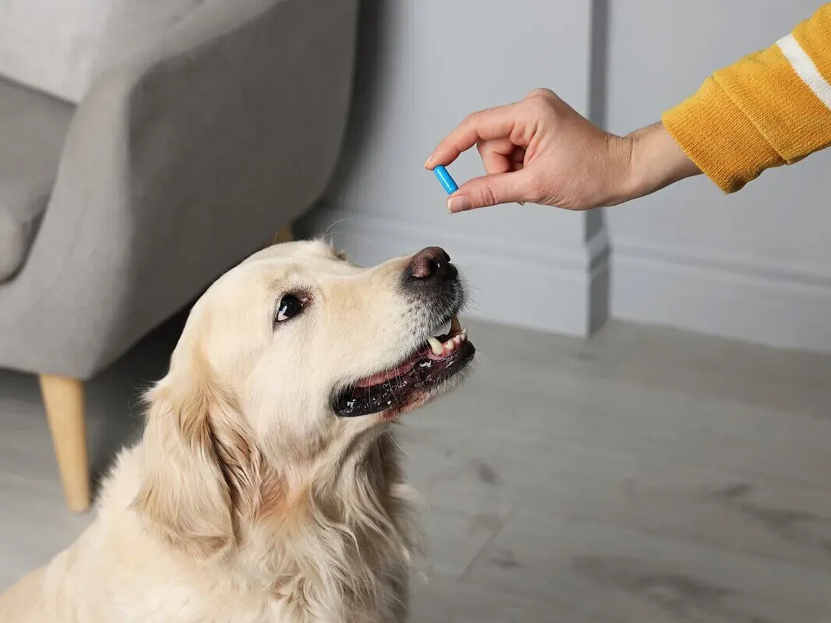 Cachorro recebendo um comprimido