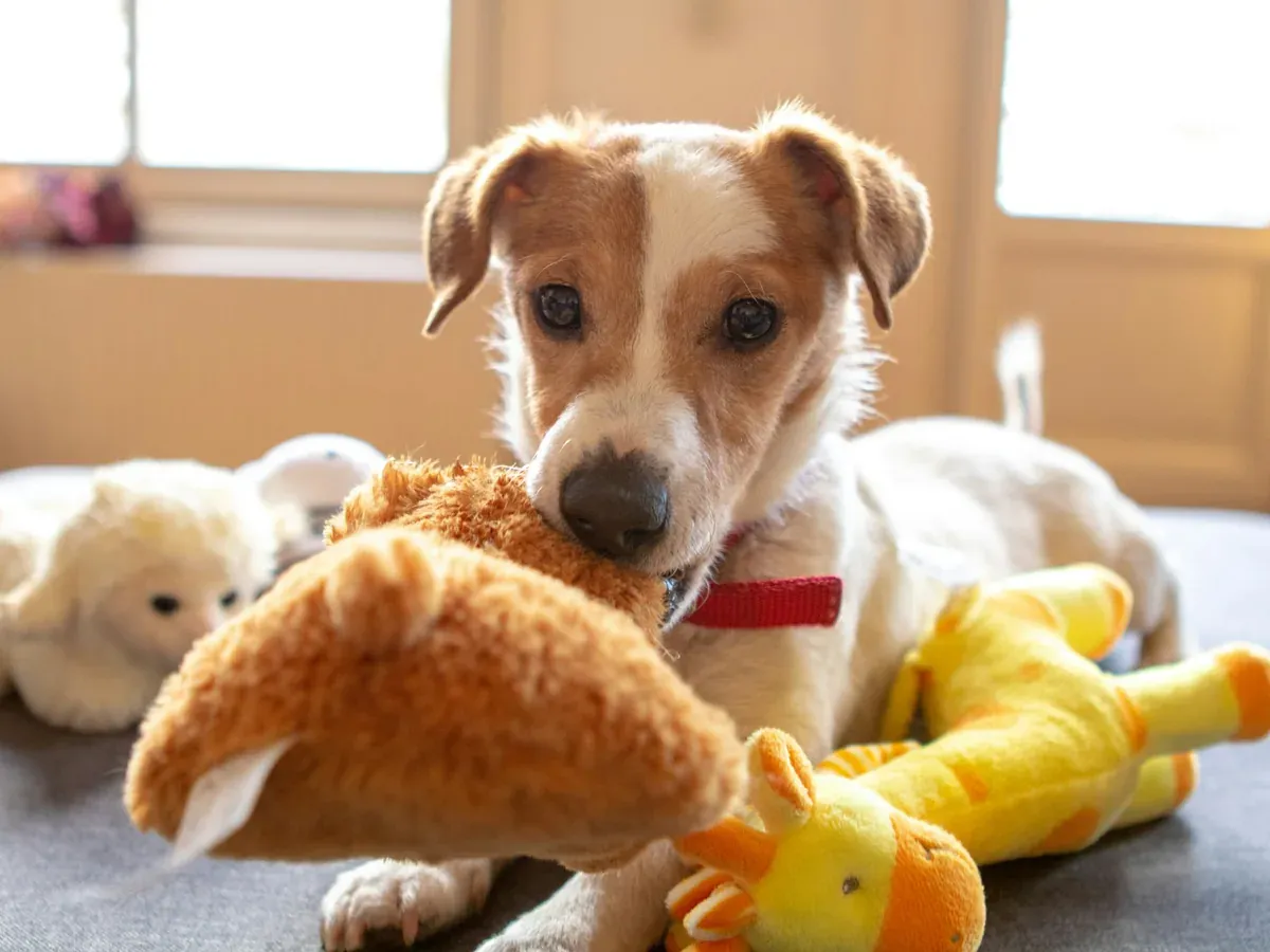 Cachorro brincando com bichos de pelúcia